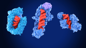 Cracking the ribosomal RNA variation code in human health and disease