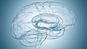 Orbitofrontal cortex is required for flexible inference in mice