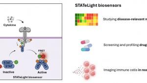 Decoding Cell Signaling with Real-Time Biosensors