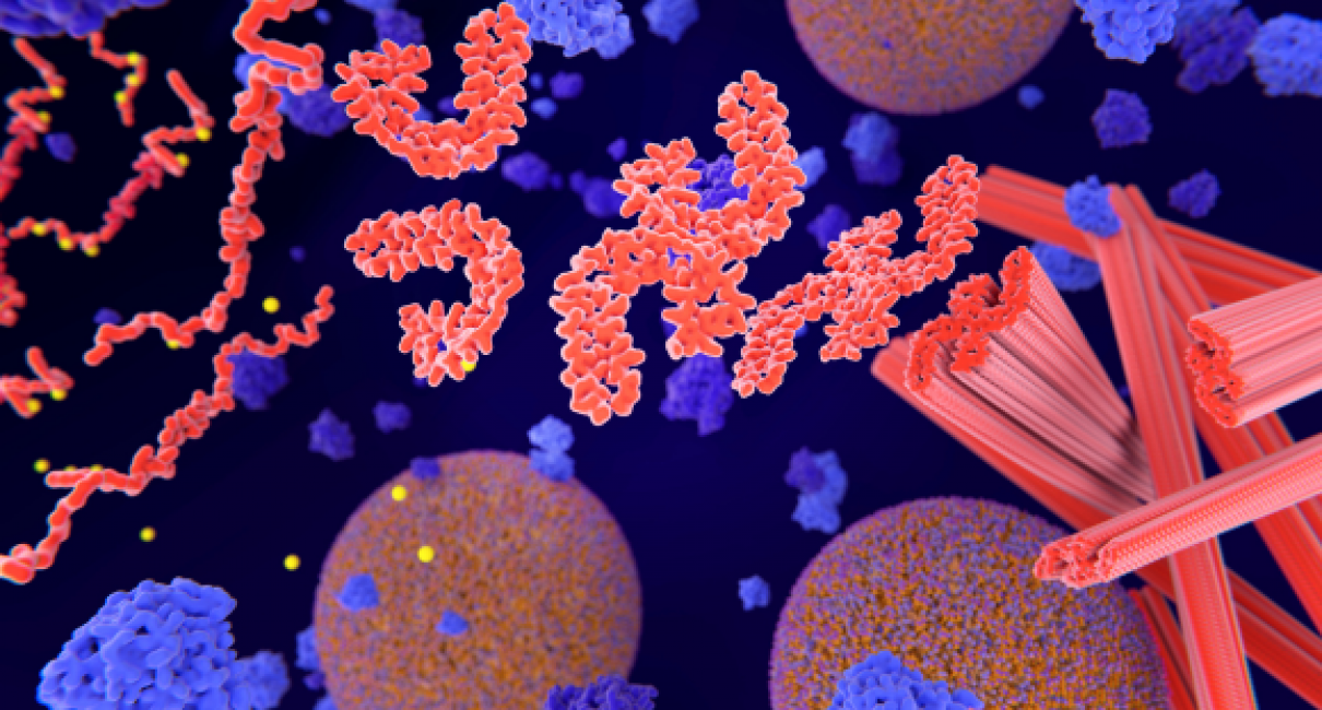 The Interplay between local protein synthesis and axon degeneration ...