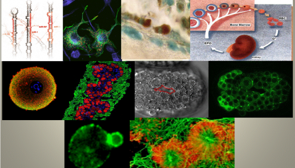 ביולוגיה תאית והתפתחותית, סאקלר, מדרשה, cellular and developmental biology
