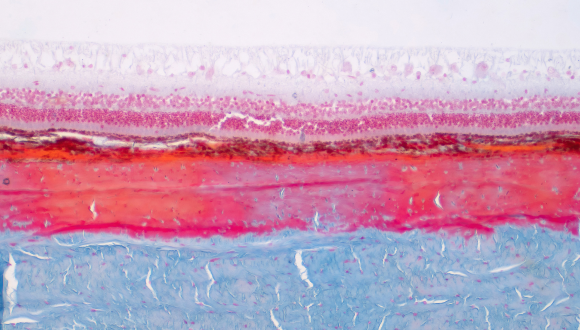 Functional variation in living tissues