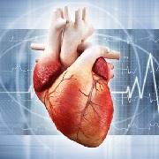 החוג לקרדיולוגיה וניתוחי לב